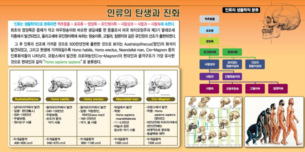 화석2